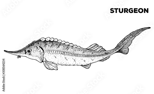 Sturgeon fish sketch. Hand drawn vector illustration. Seafood design element for packaging. Engraved style illustration. Can used for packaging design. Sturgeon fish label.