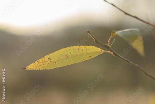 the last leaves turn yellow on the branch of the tree in late autumn   photo