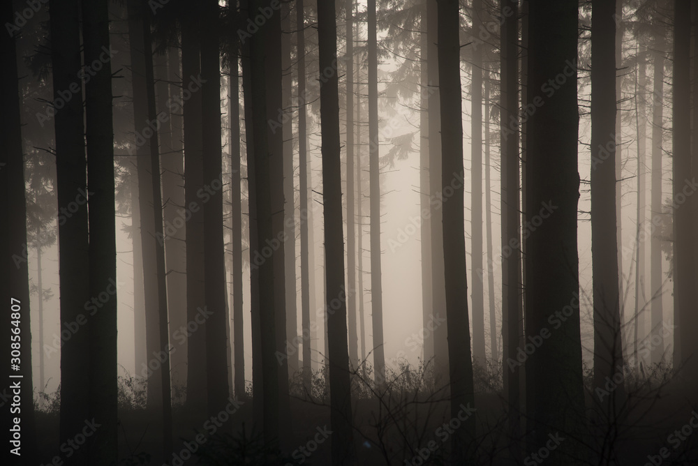 Naklejka premium Märchenwald