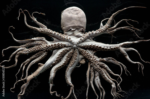 Sample photo of a haunted octopus with many legs