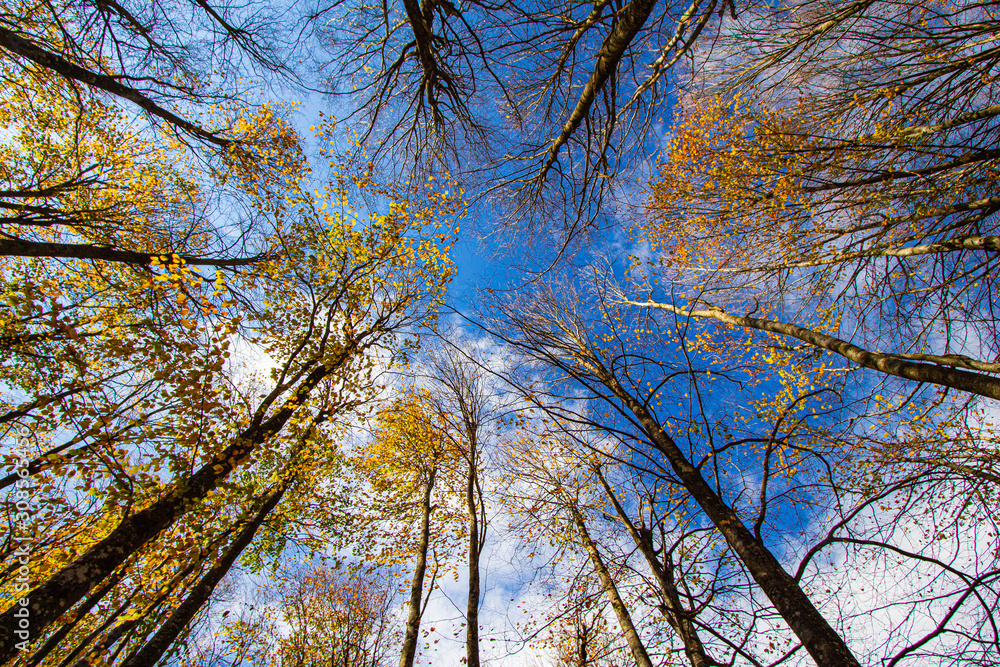 Fototapeta premium trees in autumn