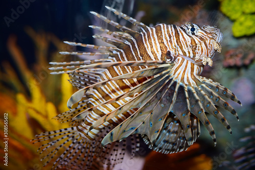 Pterois volitans called a red lionfish with venomous spiky fin rays in an aquarium