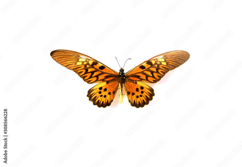 Fototapeta premium beautiful butterflies in the white background