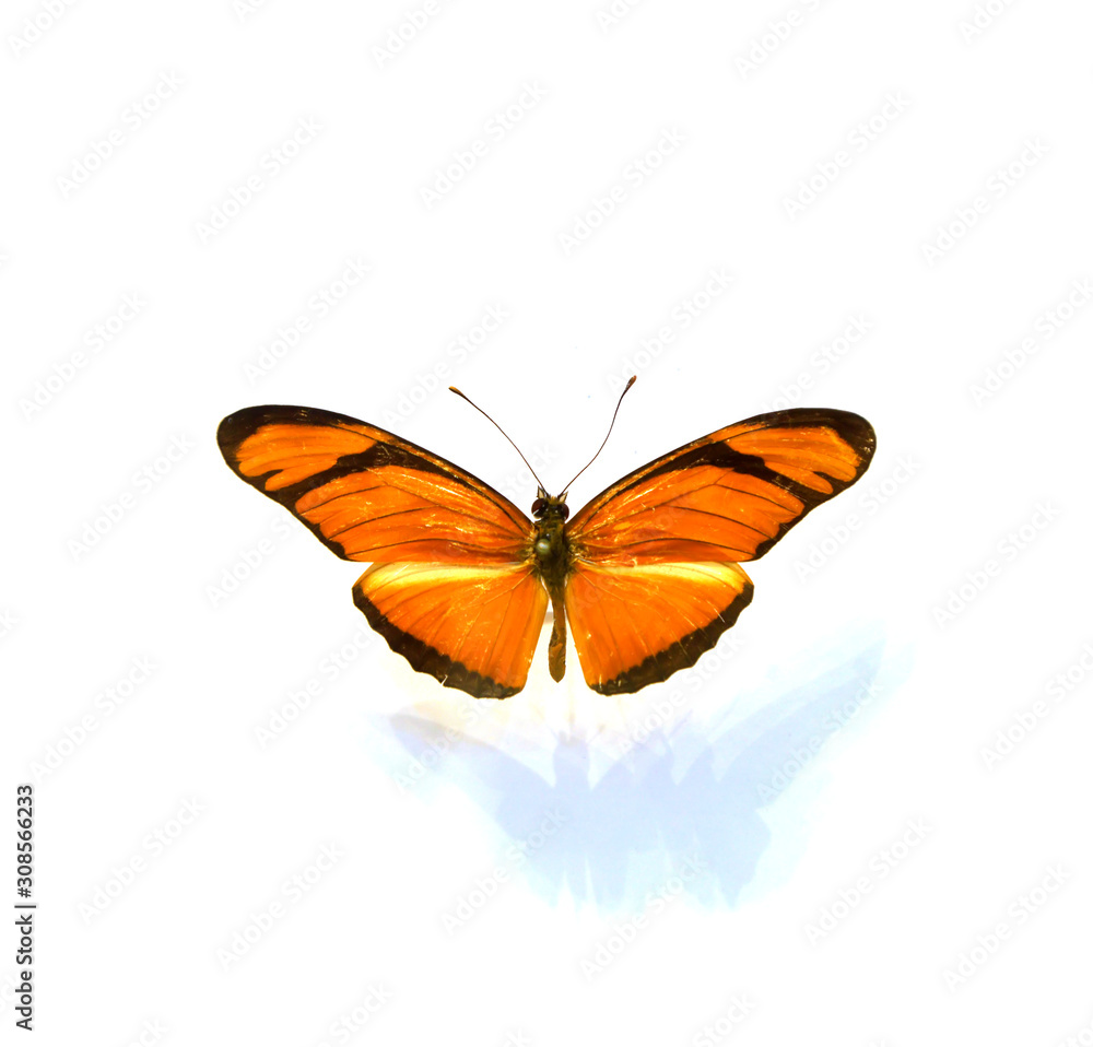 Fototapeta premium beautiful butterflies in the white background