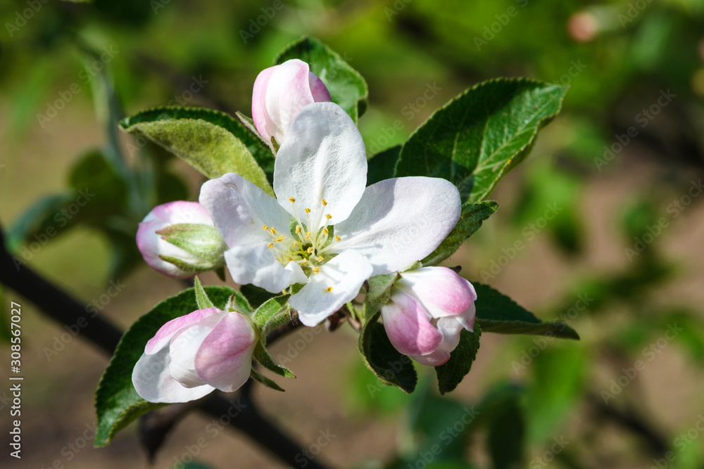 Obraz premium White tender flowers of apple tree in the rays of the sun in early spring. The beginning of a new life.