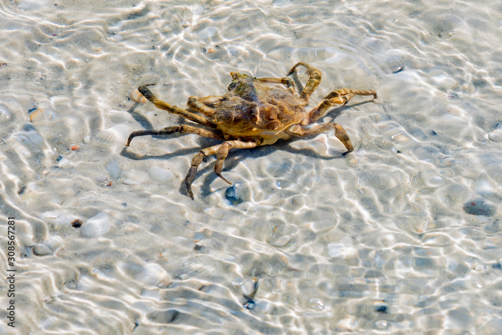 Closeup of a Florida Stone Crab on A Beach Under Water Closeup of a Florida Stone Crab on A Beach Under Water