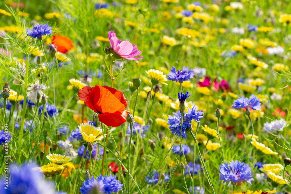 field of wild flowers on a meadow during summer