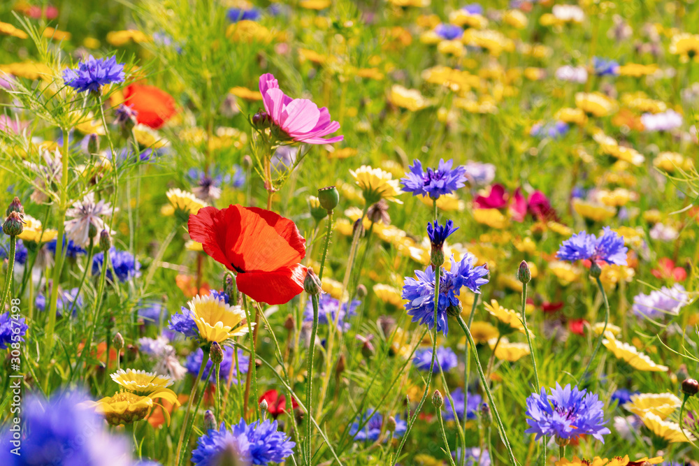 field of wild flowers