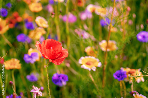 field of wild flowers - poppy flower