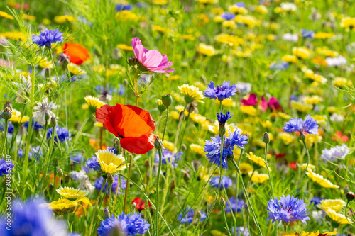 Fototapeta Naklejka Na Ścianę i Meble -  field of wild flowers on a meadow during summer
