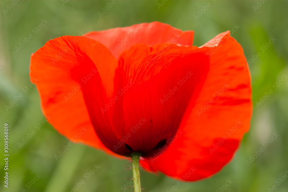 Summer field of poppy. One wild red flower on the green meadow. Summer field of poppy. One wild red flower on the green meadow.