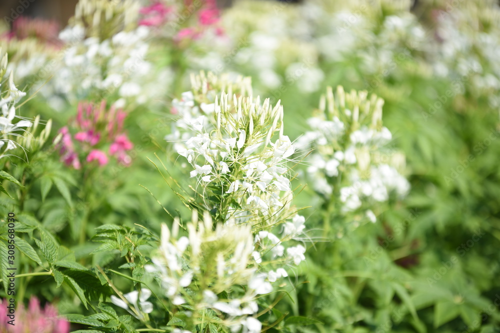 Beautiful flowers in the garden Blooming in the summer.Landscaped Formal Garden Beautiful flowers in the garden Blooming in the summer.Landscaped Formal Garden