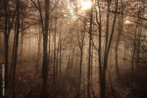 Luces del amanecer en un bosque pirenaico
