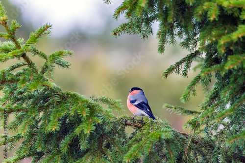 European Bullfinch/Pyrrhula Pyrrhulla sitting on a branch in a pine tree with green and blurry background Fototapet