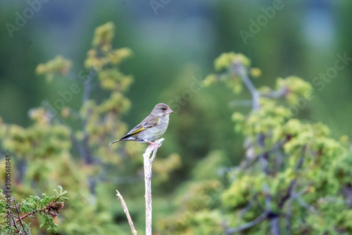 Green finch/genus chloris sitting on a branch outdoor in the forest during spring season. Green blurry background. Birds and animal photography concept.