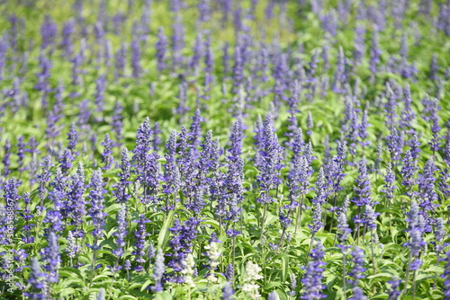 Beautiful flowers in the garden Blooming in the summer.Landscaped Formal Garden 