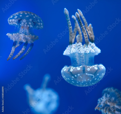 Lagoon Jelly or Spotted Jellies against a blue background in a aquarium
