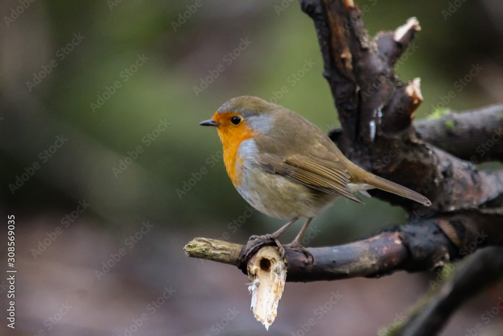 robin robin