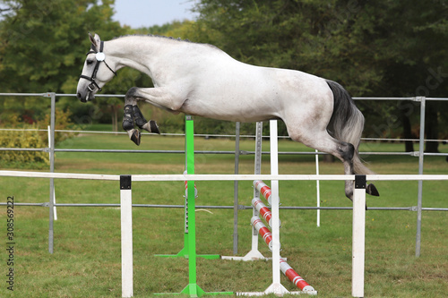 Young beautiful sport horse free jumps over a hurdle open air