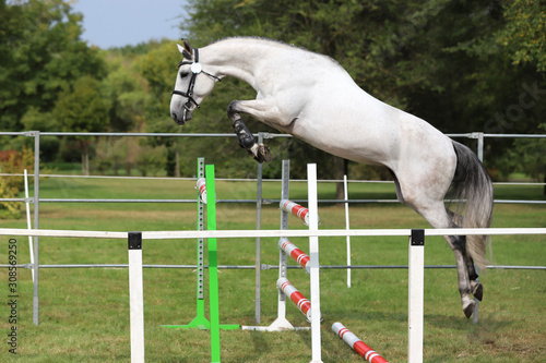 Beautiful young purebred horse jump over barrier. Free show jumping outdoors