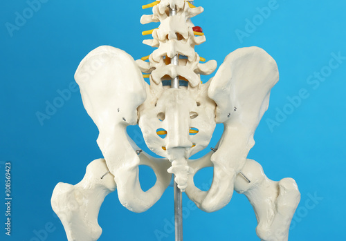 Artificial human skeleton model on blue background, closeup