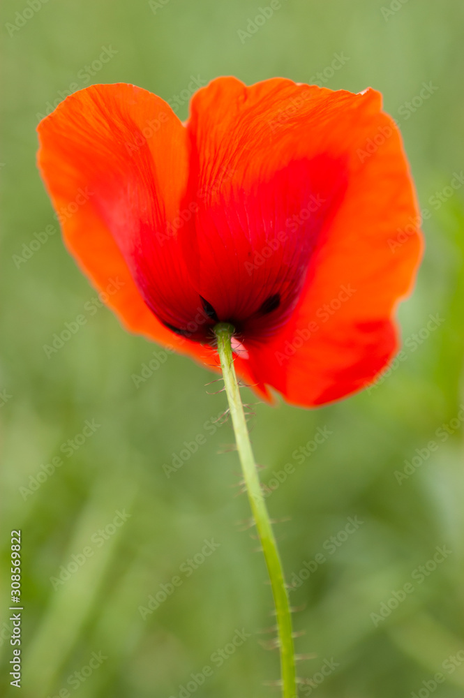 Summer field of poppy. One wild red flower on the green meadow. Summer field of poppy. One wild red flower on the green meadow.