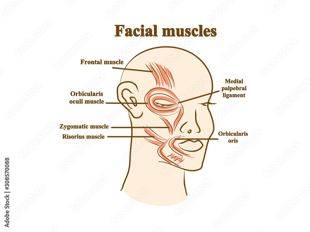 Obraz premium Facial muscles. Graphic illustration. Hand drawing, contour of symbol. Medicine and science, human anatomy simple