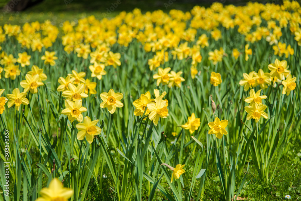  Daffodil flower garden during springtime.