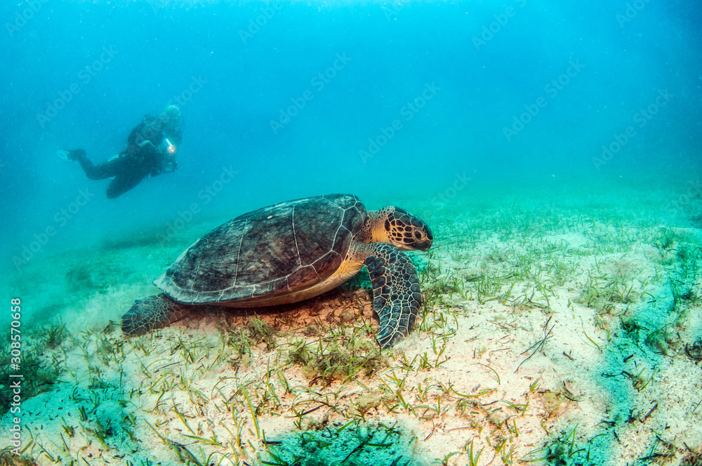 Naklejka premium Turtle at Kas, Turkey