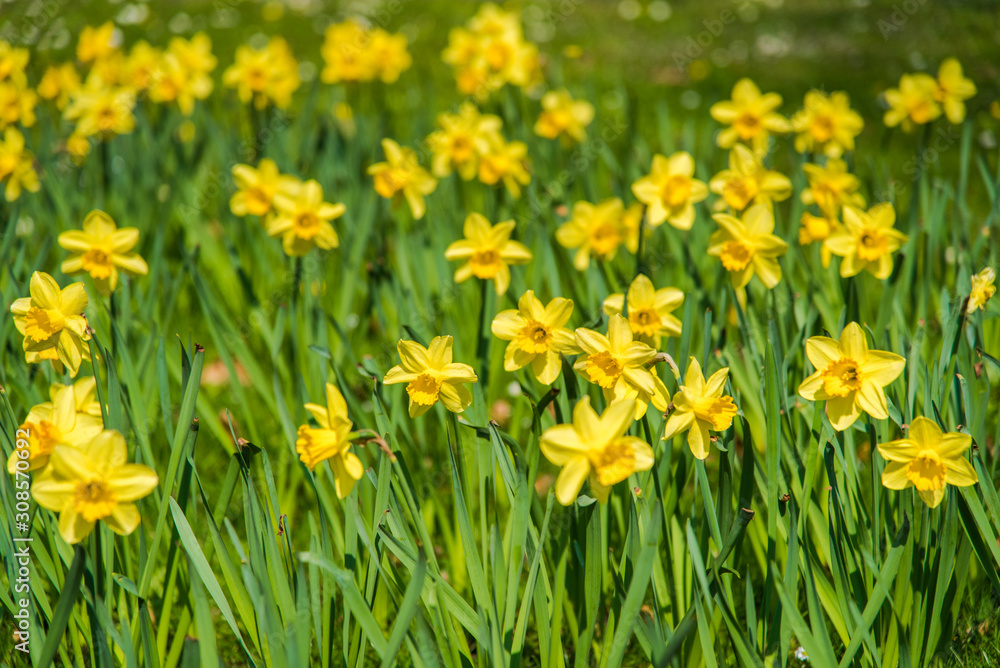  Daffodil flower garden during springtime.