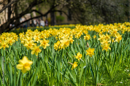  Daffodil flower garden during springtime.