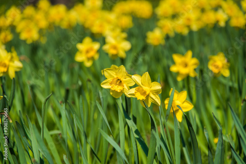 Fototapeta Naklejka Na Ścianę i Meble -   Daffodil flower garden during springtime.