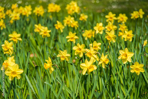  Daffodil flower garden during springtime. © miladrumeva