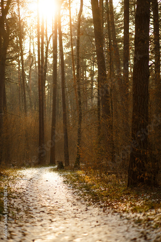 Road in a pine forest on a Sunny spring day. The icy path with footprints and skis glistens in the warm rays of the sun.