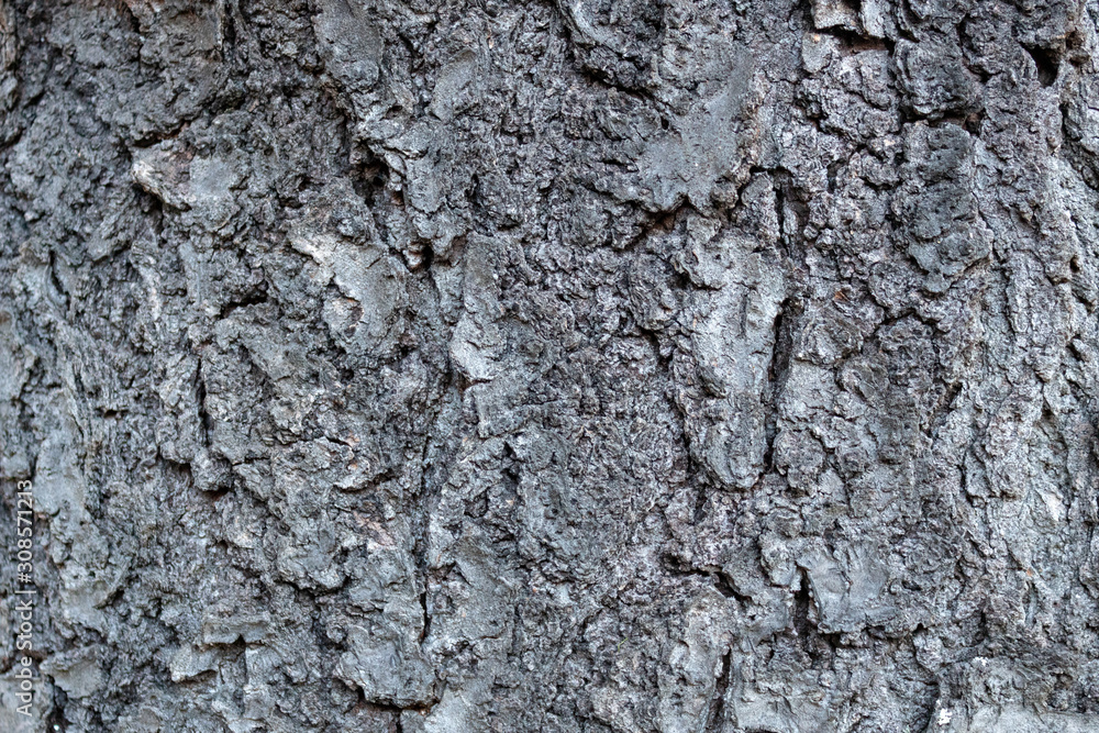 Bark of wild cherry (Prunus avium) or gean, close up and full frame Bark of wild cherry (Prunus avium) or gean, close up and full frame