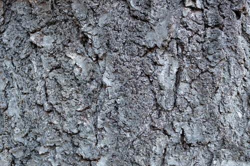 Vászonkép Bark of wild cherry (Prunus avium) or gean, close up and full frame