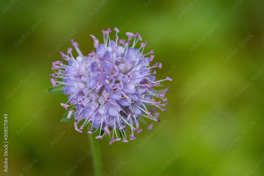 purple flower purple flower