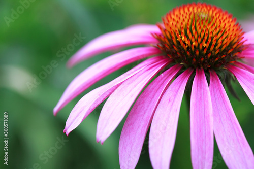 Blooming medicinal herb echinacea purpurea or coneflower  close-up