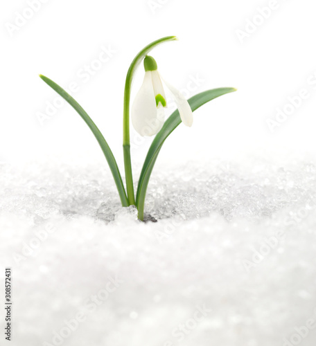 Snowdrop and Snow.