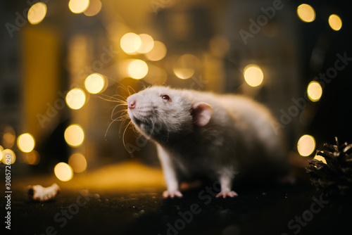 Symbol of coming 2020. Close-up of cute domestic white rat in festively decorated dark room with bright garlands. © dikushin