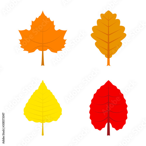 Set of autumn leaf isolated on white background
