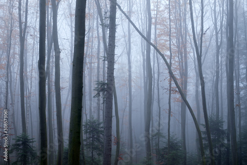 Mysterious dark beech forest in fog. Autumn morning in the misty woods. Magical foggy atmosphere. Landscape photography