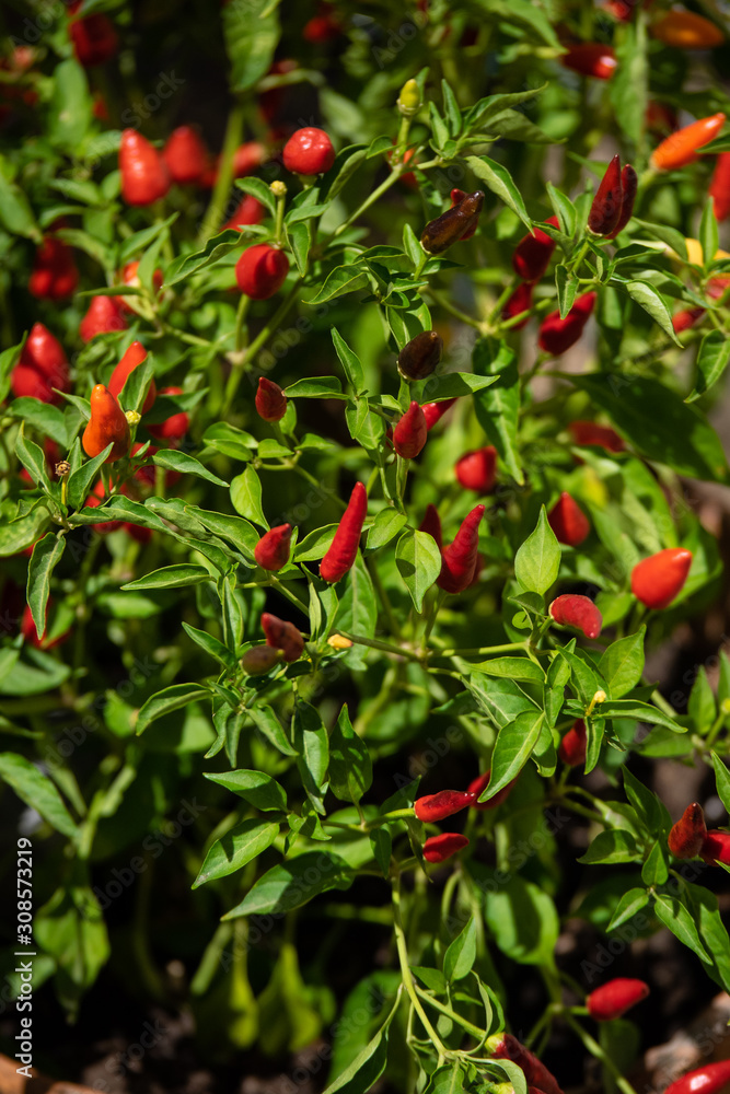 Peperoncino piccante, sud Italia