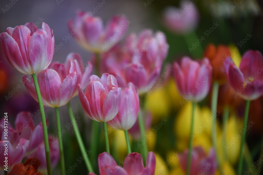 Obraz premium Closeup of beautiful tulips. Spring flowers blossom background. Fresh plant in garden.