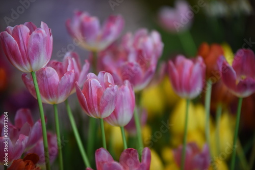 Closeup of beautiful tulips. Spring flowers blossom background. Fresh plant in garden. © tharathip