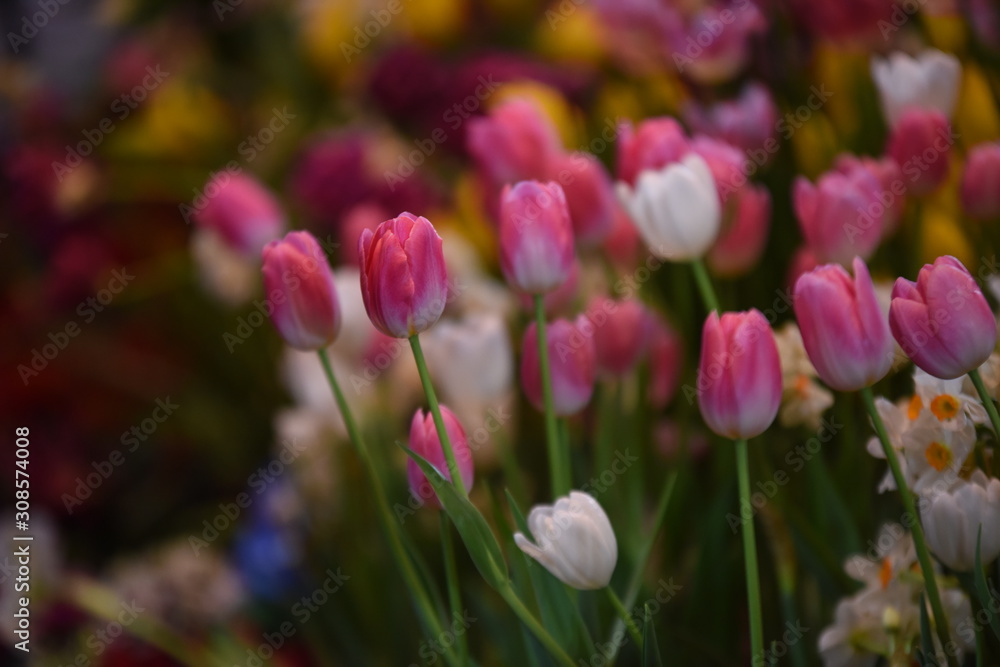 Beautiful flowers in the garden Blooming in the summer.Landscaped Formal Garden	