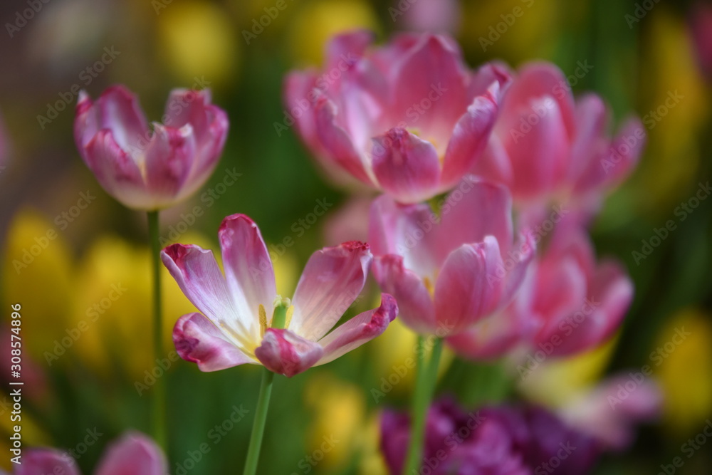 Closeup of beautiful tulips. Spring flowers blossom background. Fresh plant in garden. Closeup of beautiful tulips. Spring flowers blossom background. Fresh plant in garden.