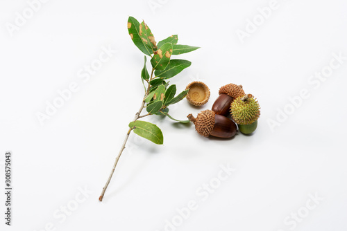 Close up shot two dry and one green acorns on a white background.