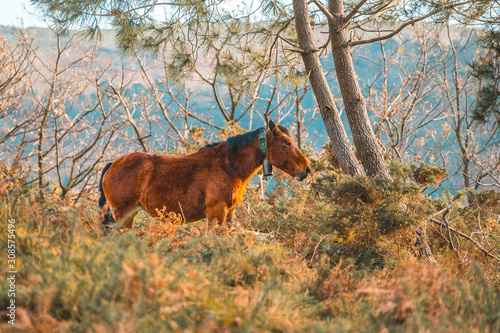 Fototapeta Naklejka Na Ścianę i Meble -  A wild horse of winged Jaizkibel from San Sebastian. Basque Country