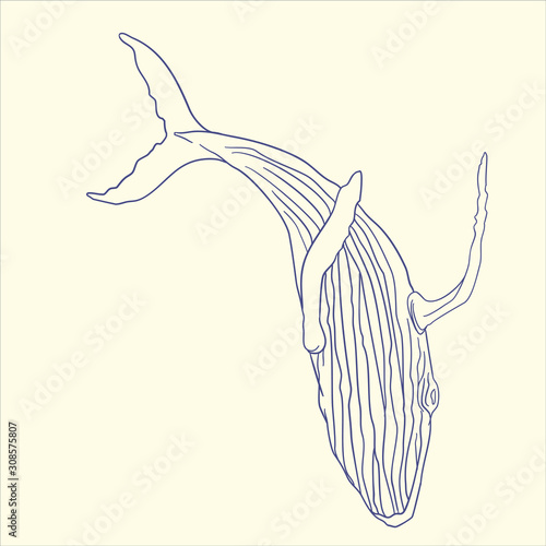 Whale vector line illustration. Jumping whale.